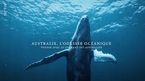 A journey down the east australian c. The Tropics 2020