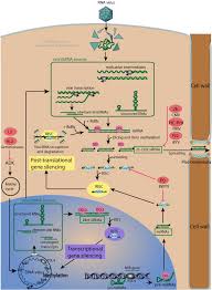 Maybe you would like to learn more about one of these? Suppressor Of Rna Silencing Viralzone