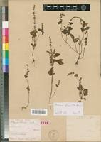 Image result for Platostoma africanum