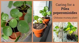 I read your comment about watering. Pilea Peperomioides Care The Best Water Light And Fertilizer