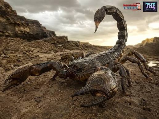 Deep inside a copper mine in Arizona, researchers came across an unusual  specimen—a scorpion whose body had been completely transformed into copper.  Rather than a typical fossil preserved in stone, this example