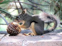 Is like a cone that goes on top of your feeder to keep squirrels out. What Do Squirrels Eat Fantastic Pest Control