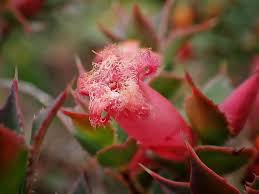 Image result for Euphorbia serratifolia