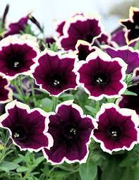Petunia Cascadias Rim Magenta Viherpeukalot Petunia Plant Petunias Bonsai Flower