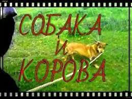 11 prikolnoe video malenkaya sobaka sonya vedyot bolshuyu korovu majku youtube paper shopping bag novelty novelty sign