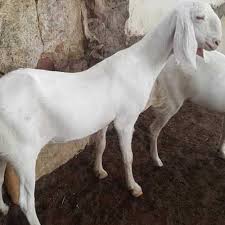 That gives me a huge profit every eid. Sojat Goat Suppliers Dealers Wholesalers