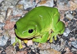 It has a green back, sometimes with several small white spots. Australian Green Tree Frog Natural History On The Net