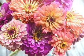 Pin On Flower Garden
