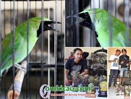 Cucak ijo gacor jamtrok nembak full isian. Burung Cucak Hijau Om Kicau