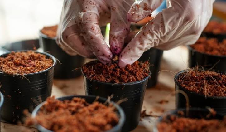 Tea Seed Meal manufacturer