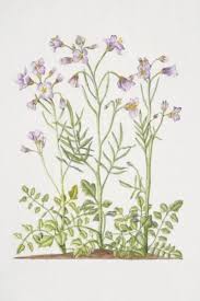 Image result for Cardamine pratensis