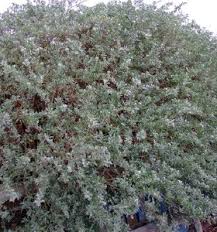Image result for Atriplex halimus