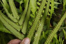 Image result for Amblovenatum