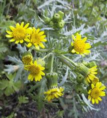 Image result for Senecio nyungwensis