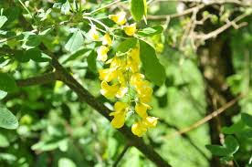 Image result for laburnuM