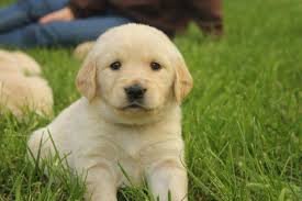 Purebred akc 7 week old golden retriever puppies for sale. Golden Retriever Puppies Akc Registered Litter For Sale In Branson Missouri Classified Americanlisted Com