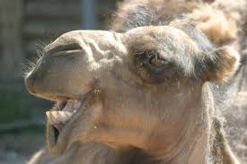 Which is also what you can see from your logs. Camel Face Stock Photos And Images 123rf