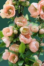 Flowering quince for sale near me. Bluhende Quitte Chaenomeles Speciosis 39 Geisha Madchen 39 Wie Schon Blumen Malen Diy Beautiful Flowers Flowering Quince Chaenomeles