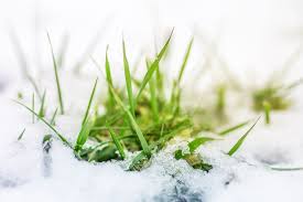 Augustine, zoysiagrass, centipedegrass, and dormant bermudagrass can be treated with herbicides containing atrazine in november and december but if you missed that application due to wet or warm weather it is still ok to apply now. Do Weeds Die In The Winter Plus Tips To Keep Them From Returning My Backyard Life