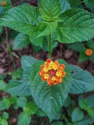 Image result for Lantana tiliifolia