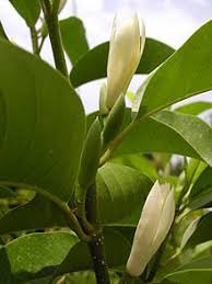 It has now been found hiding out with its partner. Magnolia Alba Wikipedia