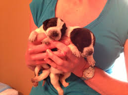 He helped ensure we had long. Puppies Buried Alive In N Dakota Now Recovering In Minn Wcco Cbs Minnesota