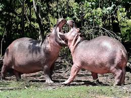 Image result for Hippocratea pallens