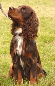 Black And Tan Cocker Spaniel For Sale Los Angeles Pin By Nancy Schaefer On Someday I Can Have A Pet Dogs Cocker Spaniel Dog English Cocker Spaniel