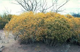 Image result for Kotschya suberifera