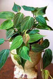 Philodendron Micans Google Search Big Leaf Plants Plants Philodendron Plant