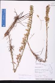 Image result for Lessertia pauciflora