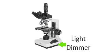 Compound Microscope Lab 1