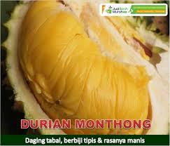 Buah Durian Monthong Buah Durian Berkualitas Berasal Dari Thailand Yang Memiliki Ukuran Buah Besar Dengan Daging Tebal Dan Rasa Yang Mani Buah Makanan Daging