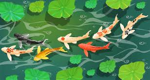 Design kolam koi sederhana diatas memiliki 5 chamber atau ruangan, chamber utama adalah untuk si ikan, chamber pertama untuk filter mekanis, chamber 3 untuk filter biologis dan chamber 4 untuk pompa dan peralatan penunjang seperti lampu uv dan heater jika diperlukan. 5 Peralatan Wajib Yang Harus Diperhatikan Saat Membuat Kolam Ikan Koi Tukang Kolam Koi