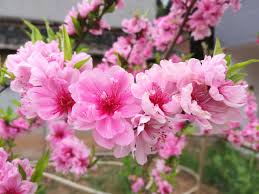 Check spelling or type a new query. Peach Blossom Plant Free Photo On Pixabay