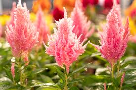 Image result for Celosia