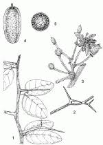 Image result for Balanitaceae
