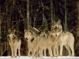 Erstellen sie ein großartiges ansonsten, indem sie großartige zitate ablegen darüber hinaus an einem großartigen ort ablegen, z. Jungian Archetype Of The Wolf Gods And Godnesses Warriors And Mothers Demons And Outlaws Evil And Uebermensch Stottilien