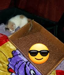 At what age do kitten's start to use a litter tray. All they do is eat it  🤦🏼‍♂️ UPDATE After all the comments and recommendations we went back to  basics. Out went