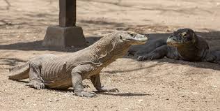 Facts About Komodo Dragons Komodo Dragon Lizard Species Komodo