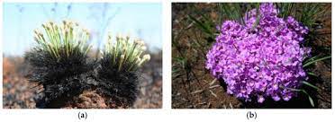 Robert frost was born in san francisco, but his family moved to lawrence, massachusetts, in 1884 following his father's death. Plants December 2020 Browse Articles