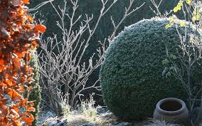 Check spelling or type a new query. How To Create Winter Garden Structure With Evergreen Plants