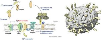 Conceptually, biogenesis is sometimes attributed to louis pasteur and encompasses the belief that complex living things come only from other living things, by means of reproduction. Forschung