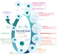 In cells that will undergo further division, the dna in the nucleus is duplicated in preparation for the next division. Mitosis Wikipedia