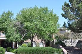 Image result for Bonamia velutina