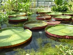 Der botanische garten der universität basel ist öffentlich zugänglich und gehört zum botanischen angelegt wurde der garten bereits um 1589 herum und ist somit der älteste botanische garten der. Botanischer Garten Der Universitat Basel Wikipedia