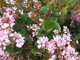 The annual pruning of flowering hedges is quite different from the trimming described above. 10 Shrubs That Love The Heat