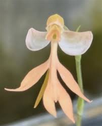 Image result for Habenaria malaisseana