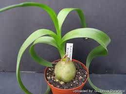 Image result for Albuca nigritana