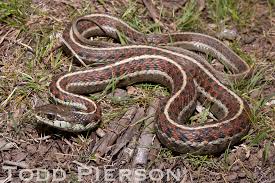 They do look mean in some ways though which is why people like to keep them as pets. Western Terrestrial Garter Snake California Garter Snakes Inaturalist